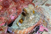 Octopus vulgaris-Belle Ile Basse Palais-6m-20160701-Denis-ADER-DSC_8525_tn